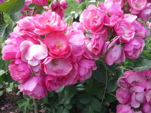 Roseto esoterico